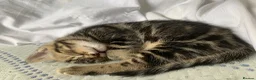 Mixed Breed cats for sale: Gorgeous kittens for sale in Skelmersdale - Advert 3