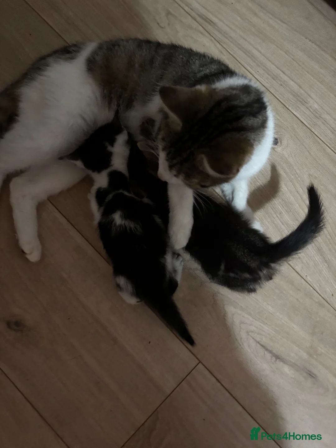 Mixed Breed cats for sale: 2 x beautiful male kittens - Advert 10