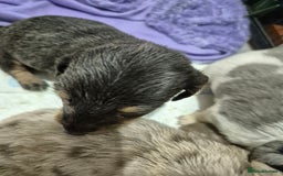 Dachshund dogs for sale: Standard daschunds - Image 8