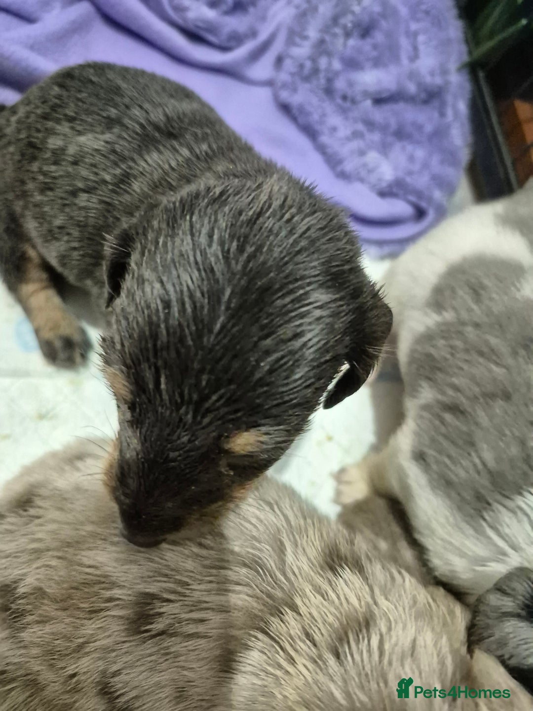 Dachshund dogs for sale: Standard daschunds - Image 8