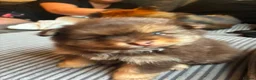Pomeranian dogs for sale: X2 boy Pomeranians  - Advert 16