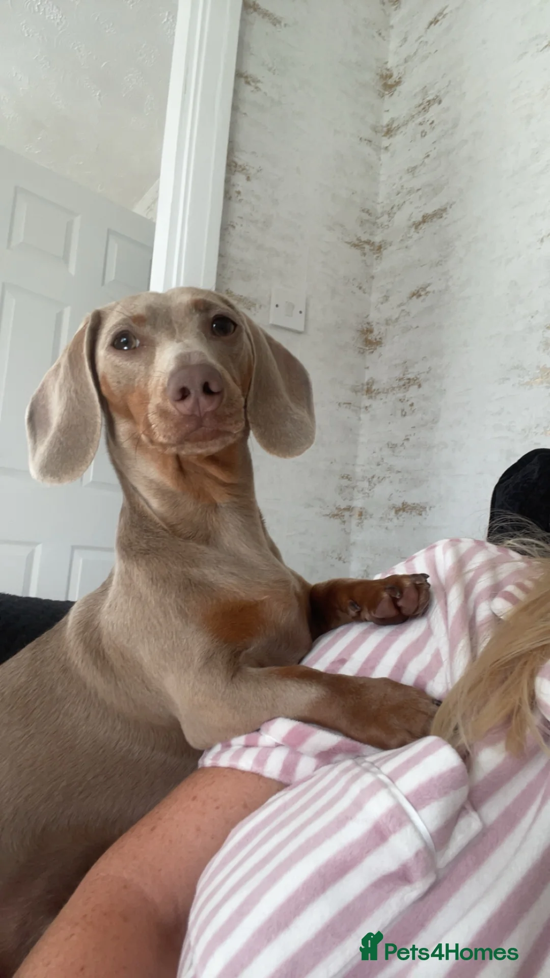 Dachshund dogs for sale: Our family pet Bambi  in Bishop Auckland - Advert 2