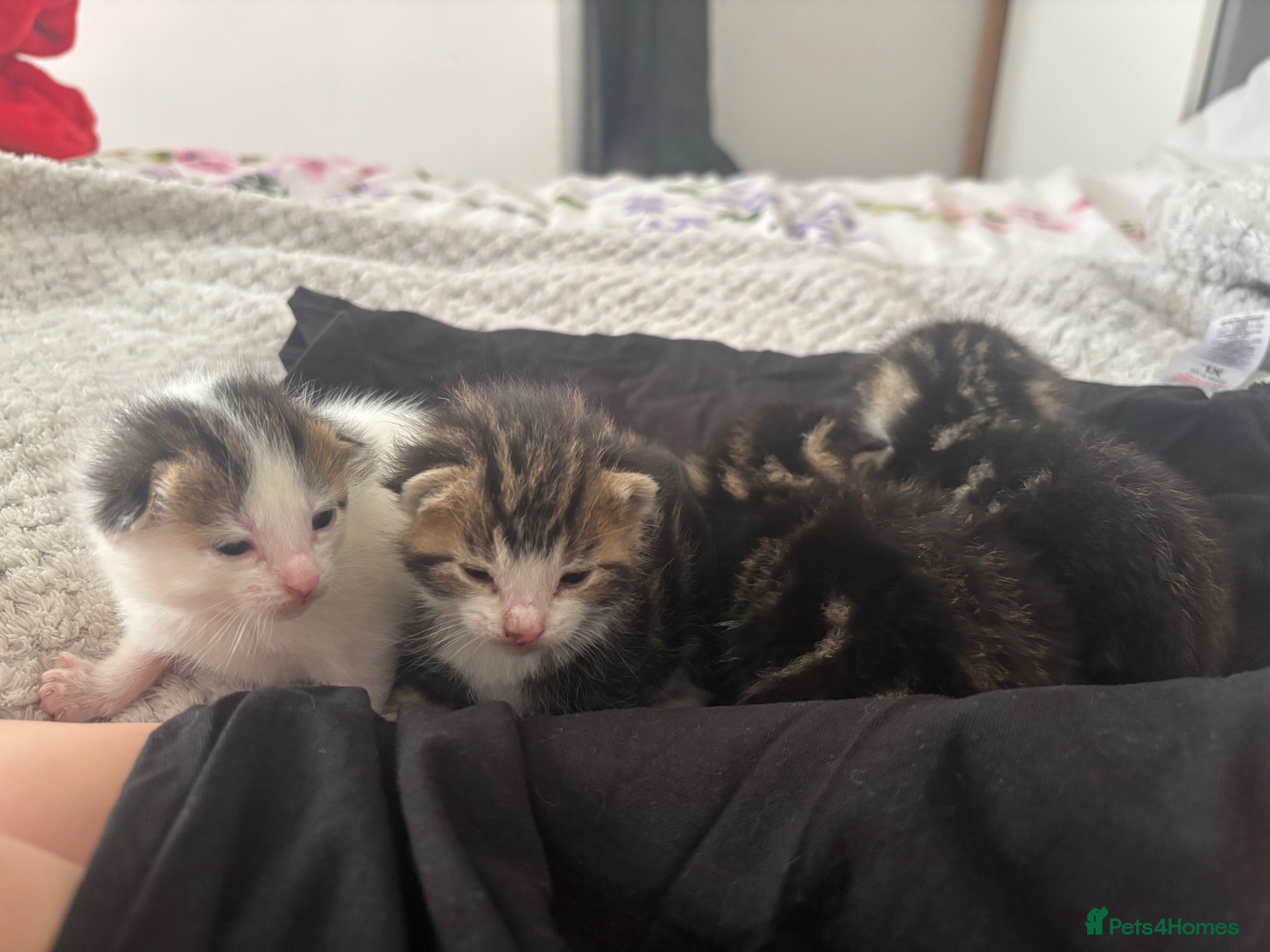 Mixed Breed cats Three Boys One Girl.  - Advert 1