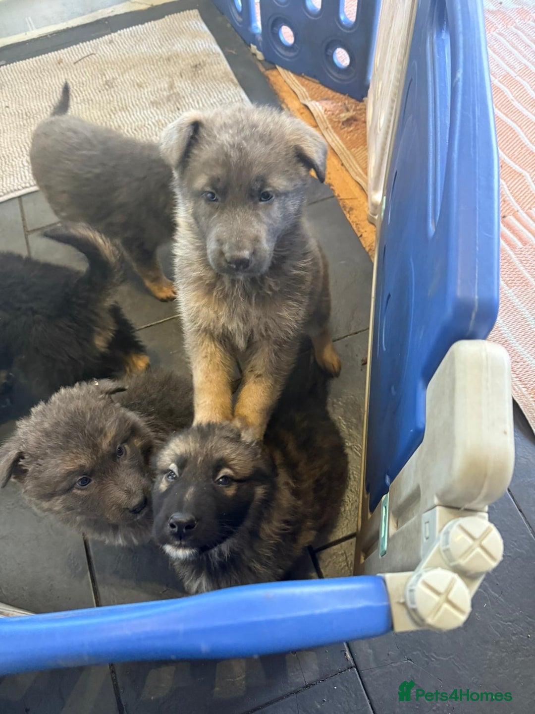 German Shepherd dogs for sale: German shepherd puppies - Advert 16