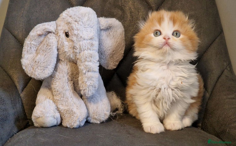 Scottish Fold cats - Advert 10
