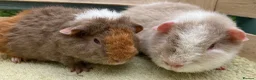 Guinea Pig rodents for sale: Stunning red eyed pure bred Teddy boys/boars - Advert 3