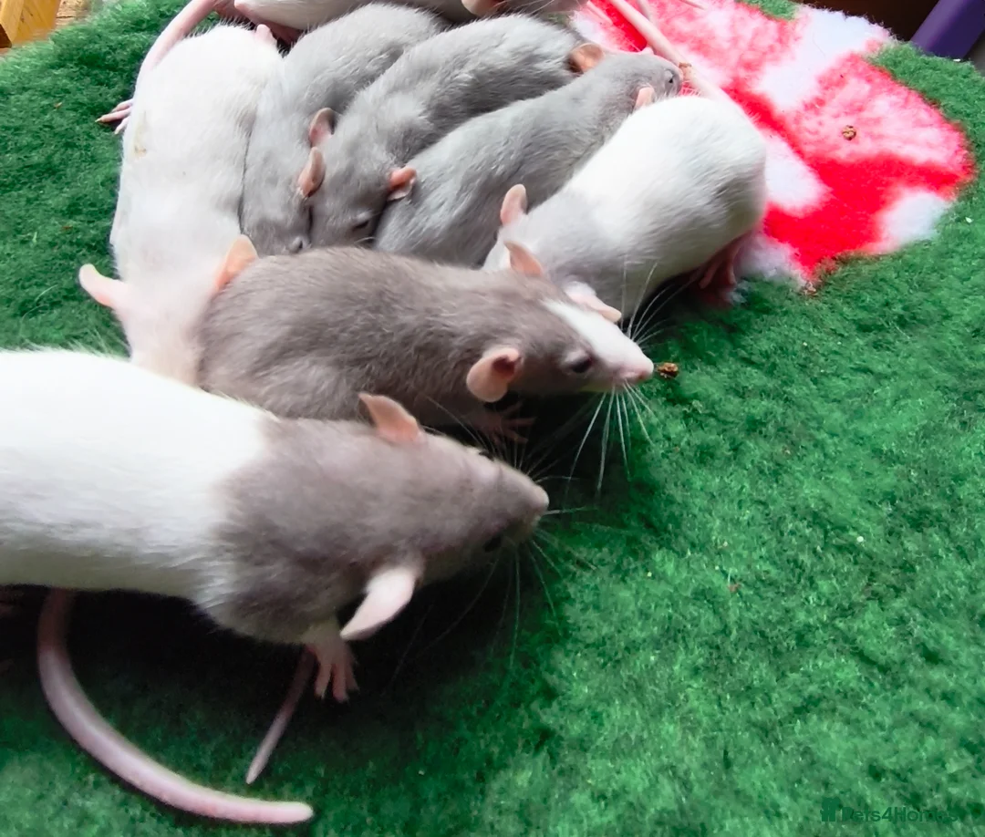 Rat rodents for sale: Dumbo male and female blue blazed rats - Advert 2