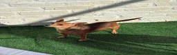 Miniature Pinscher dogs for sale: Lovely Miniature Pinscher pups - Advert 2