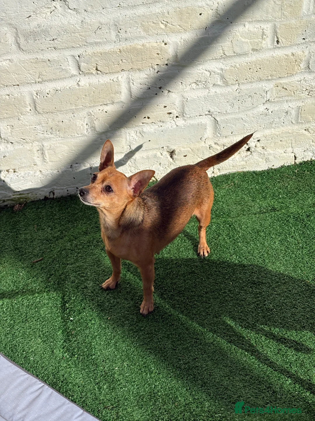 Miniature Pinscher dogs for sale: Lovely Miniature Pinscher pups - Advert 2