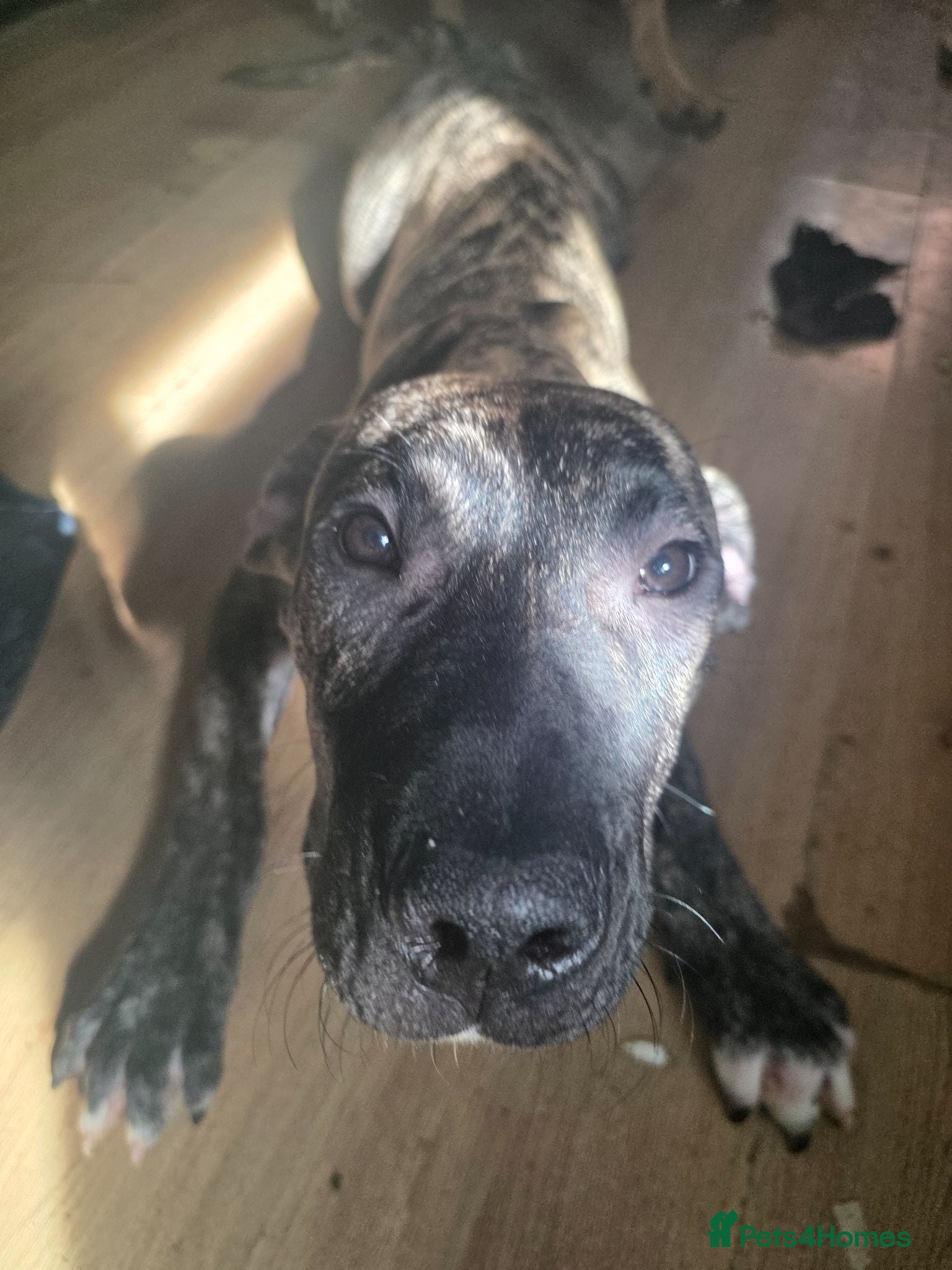 Presa Canario dogs Presa canario  - Advert 1