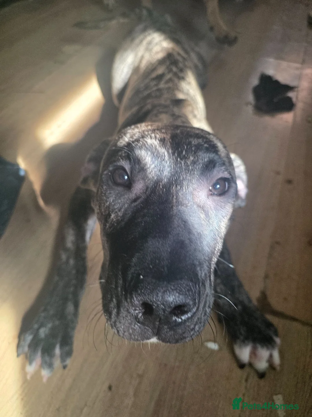 Presa Canario dogs for sale: Presa canario  - Advert 1