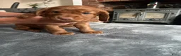 Cocker Spaniel dogs for sale: working cocker spaniels  - Advert 23