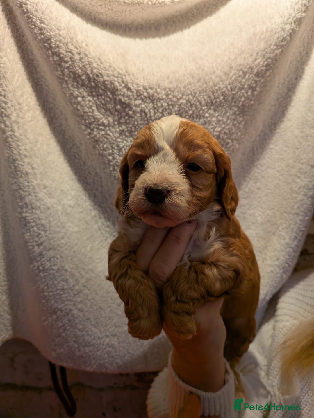 Cockapoo dogs for sale: Cockapoo puppies for sale - Advert 7