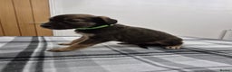 Lurcher dogs for sale: Beautiful litter of Lurcher pups - Advert 7