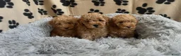Cavapoo dogs for sale: F1 Cavapoo puppies fully health checked - Advert 2