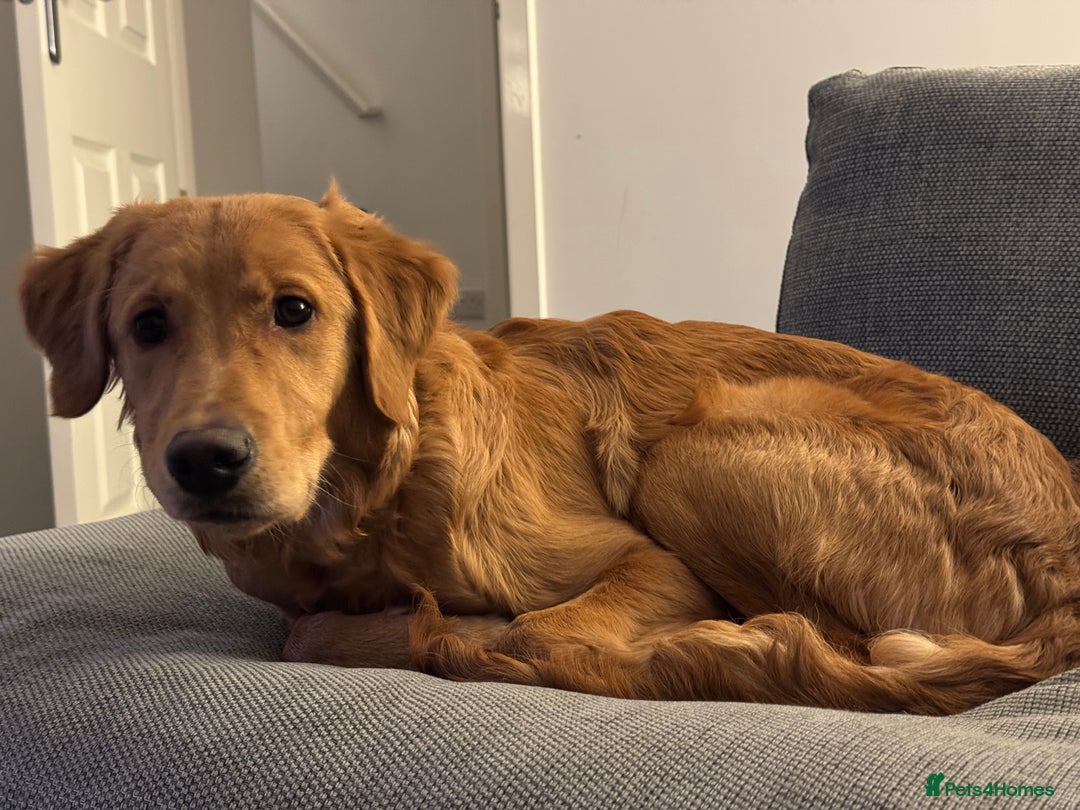 Golden Retriever dogs for sale: KC registered Golden retriever  - Advert 2