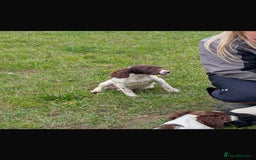 English Springer Spaniel dogs for sale: Beautiful girl looking for her forever family  - Image 4