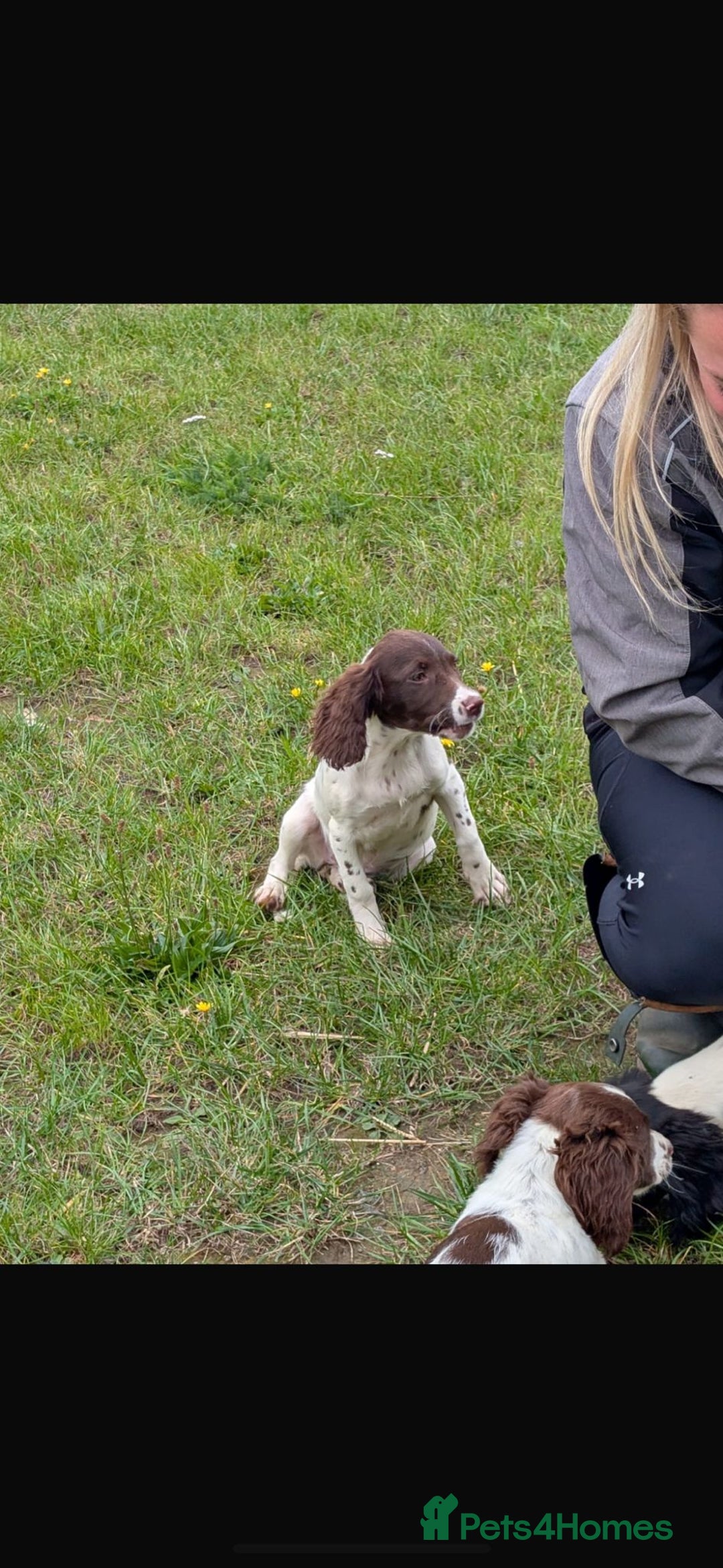 English Springer Spaniel dogs for sale: Beautiful girl looking for her forever family  - Image 4