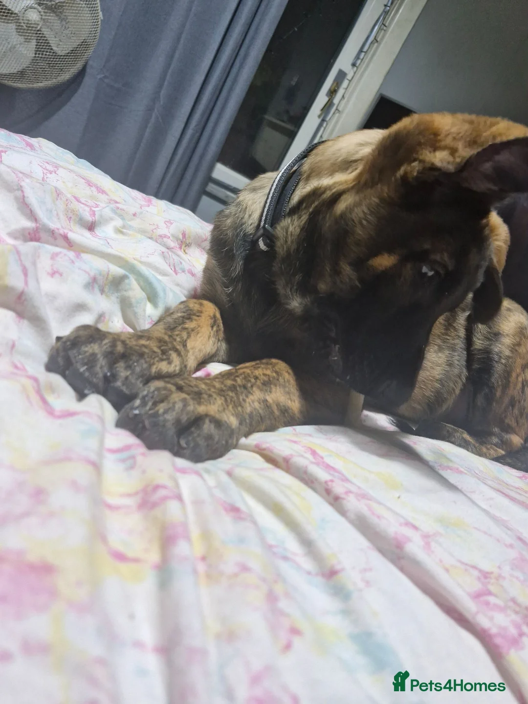 Mixed Breed dogs for sale: 7 months old dog for sale  in Middlesbrough - Advert 2
