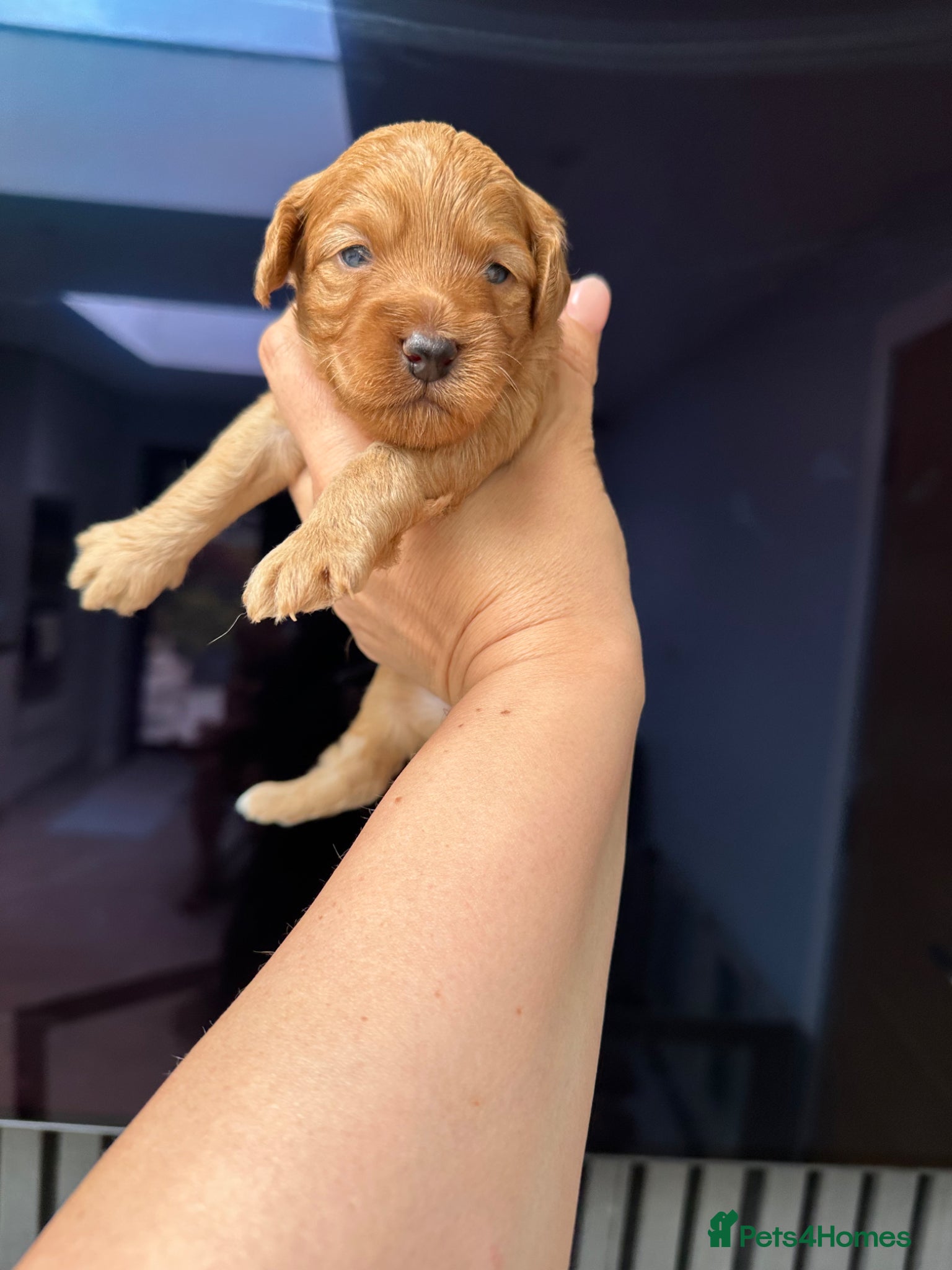 Cockapoo dogs Stunning F1 puppies Champions Bloodlines  - Advert 2