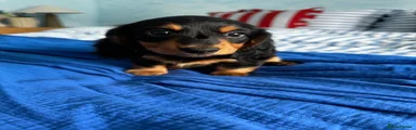 Dachshund 3