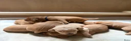 Mixed Breed dogs for sale: Beautiful working line and family pups  - Advert 8