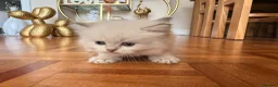 British Shorthair cats for sale: Plush rainbow litter of BSH x SF for viewing  - Advert 6