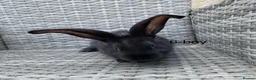 Continental Giant rabbits for sale: 💖 Pure bred continental giants💖 - Advert 3
