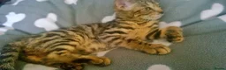 Mixed Breed cats for sale: Cute and Playful Kittens - Advert 12