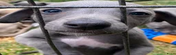 Whippet dogs for sale: Beautiful blue/brindle Whippets  - Advert 17