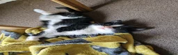 Mixed Breed cats for sale: Noodle the boy cat  - Advert 5