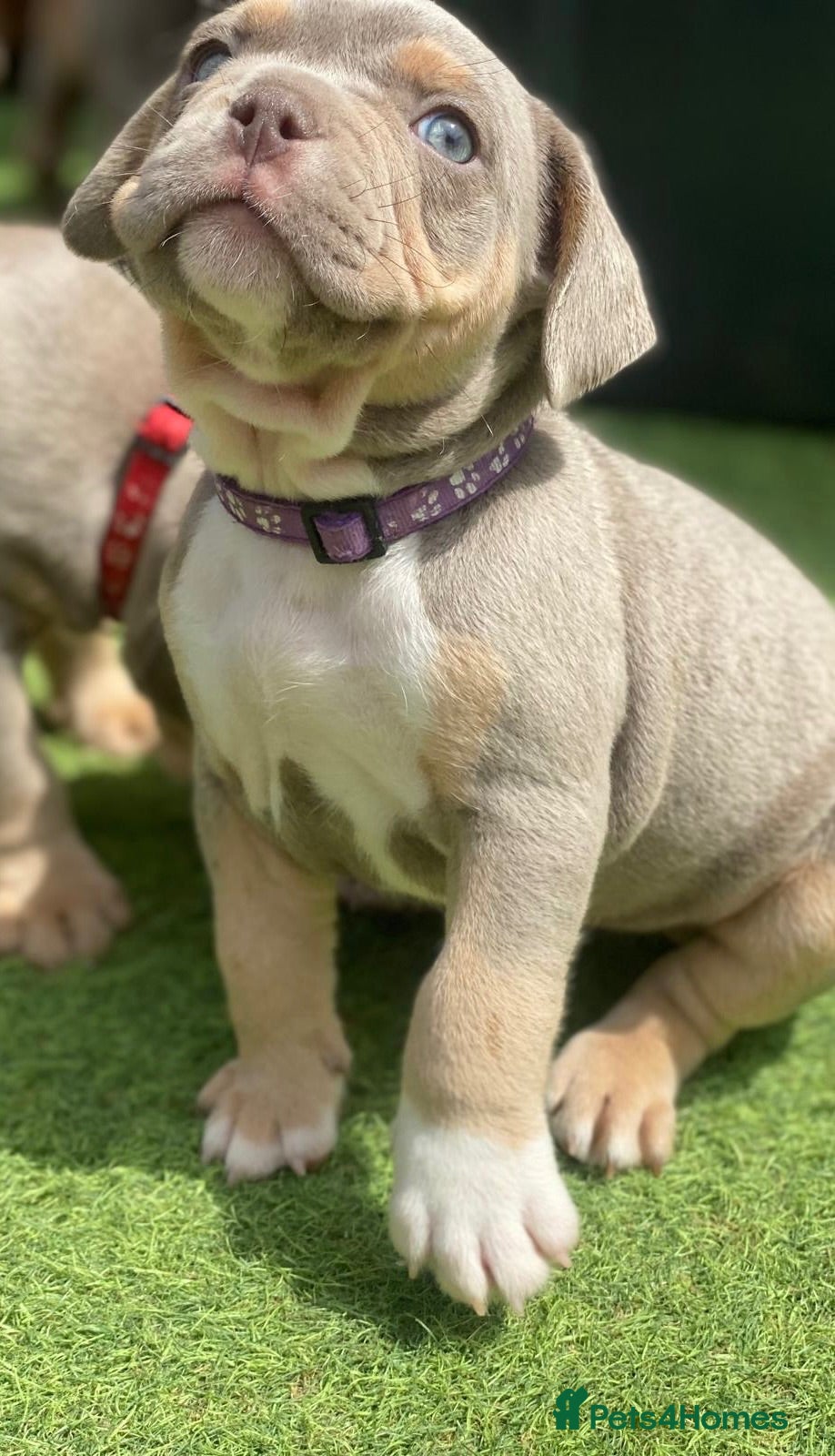 Mixed Breed dogs French bulldog X Pocket bully - Advert 2