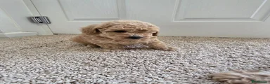 Toy Poodle 1