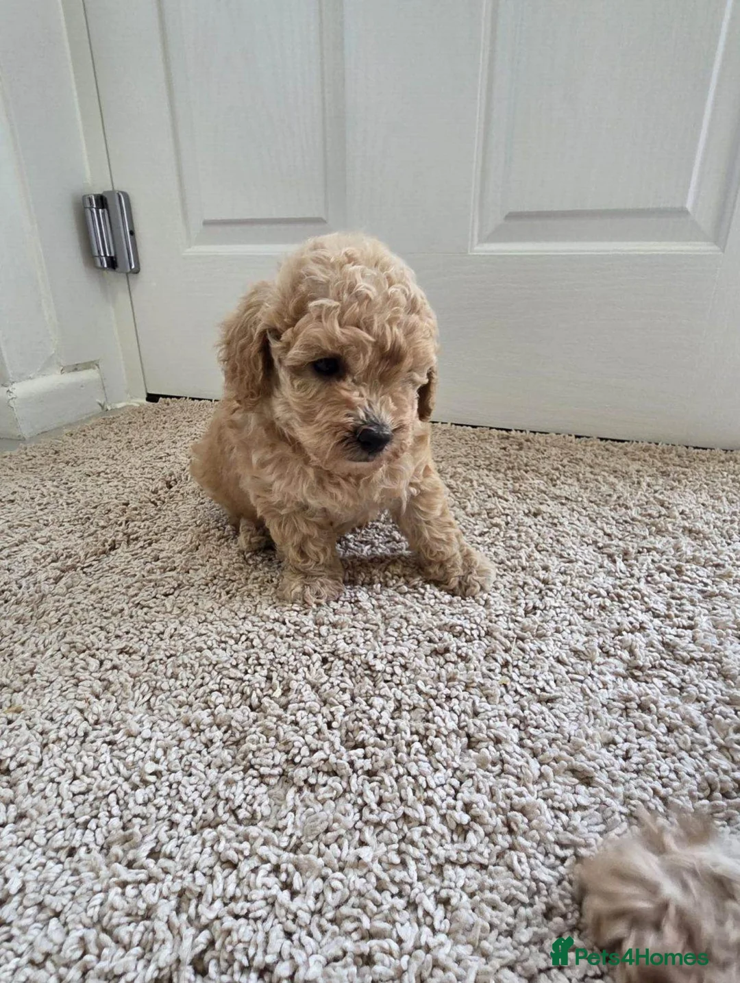 Toy Poodle dogs for sale: Stunning Red Toy Poodle Girl - Advert 5