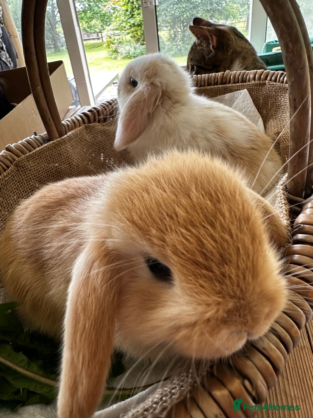 Mini Lion Lop rabbits for sale: Pure bred mini lop bunnies in Uckfield - Image 18