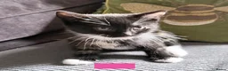 Mixed Breed cats for sale: Beautiful kittens Ready Now - Advert 1