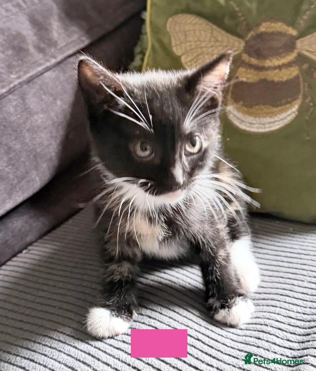 Mixed Breed cats for sale: Beautiful kittens Ready Now - Advert 1