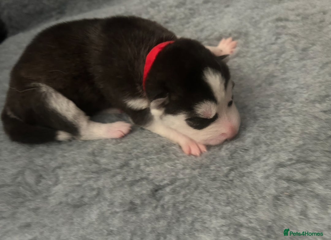 Siberian Husky dogs for sale: Lovely husky puppies, ready for new homes on 25/8 - Image 11