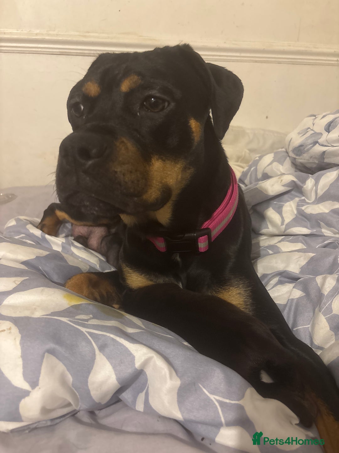 Cane Corso dogs for sale: 7 beautiful cane corso puppies  - Advert 2