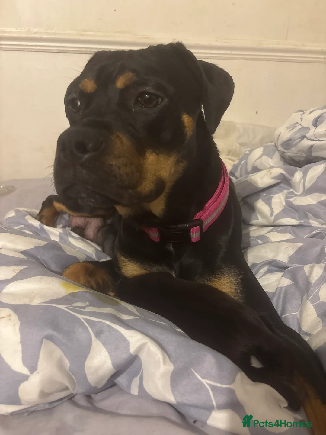 Cane Corso dogs for sale: 7 beautiful cane corso puppies  - Advert 2