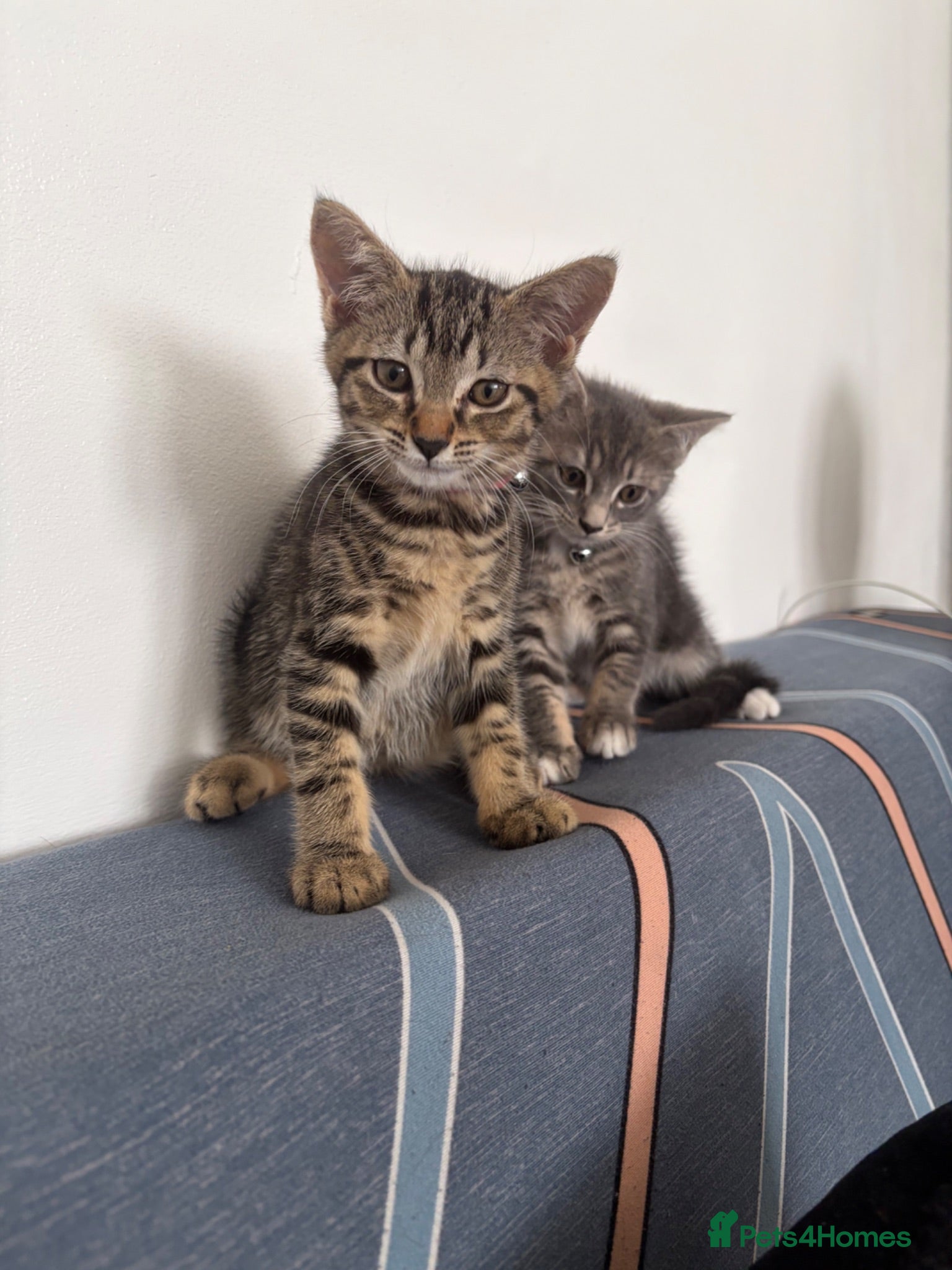 Mixed Breed cats Two Tabby Sisters *READY NOW* - Advert 12