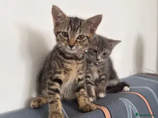 Mixed Breed cats Two Tabby Sisters *READY NOW* - Advert 12