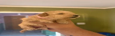 Toy Poodle 4