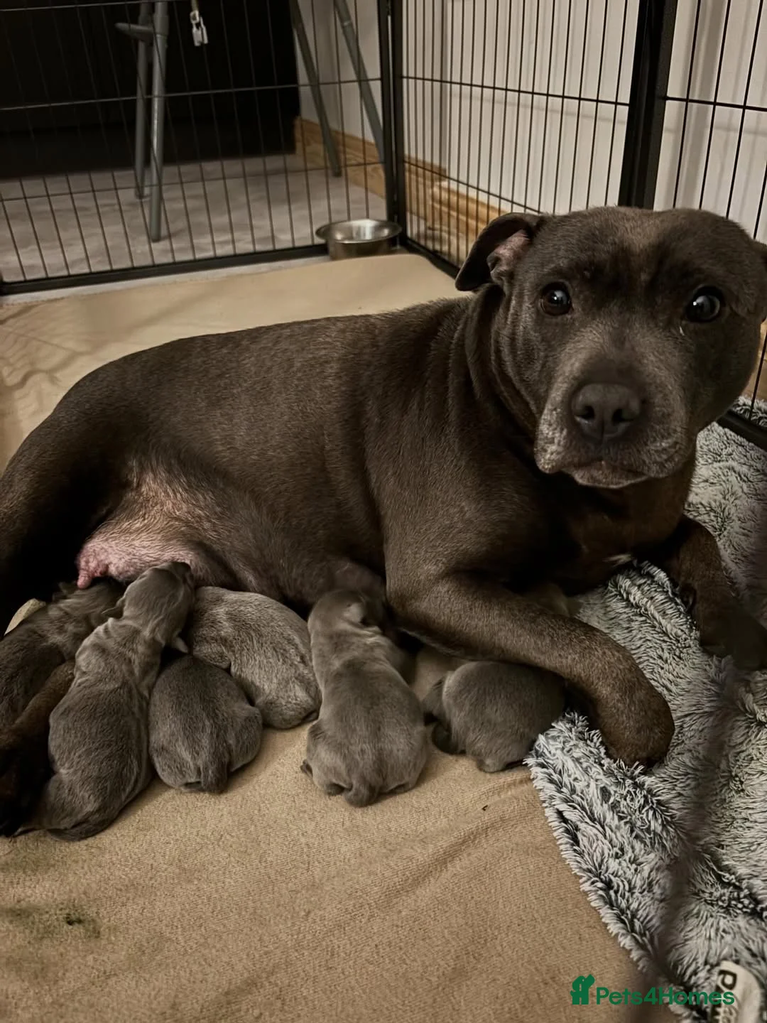 Staffordshire Bull Terrier dogs for sale: Beautiful Staffordshire Bull Terrier puppies in Manchester - Advert 1