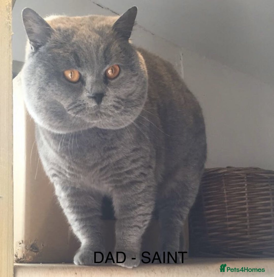 British Shorthair cats for sale: READY NOW Beautiful, Friendly, Playful BSH Kittens - Advert 6