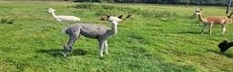 Alpaca livestock for sale: Alpacas for Sale - Advert 7