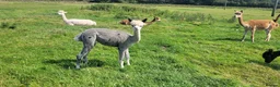 Alpaca livestock for sale: Alpacas for Sale - Advert 2
