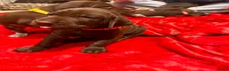 German Shorthaired Pointer dogs for sale: Beautiful KC GSP Puppies - Advert 35
