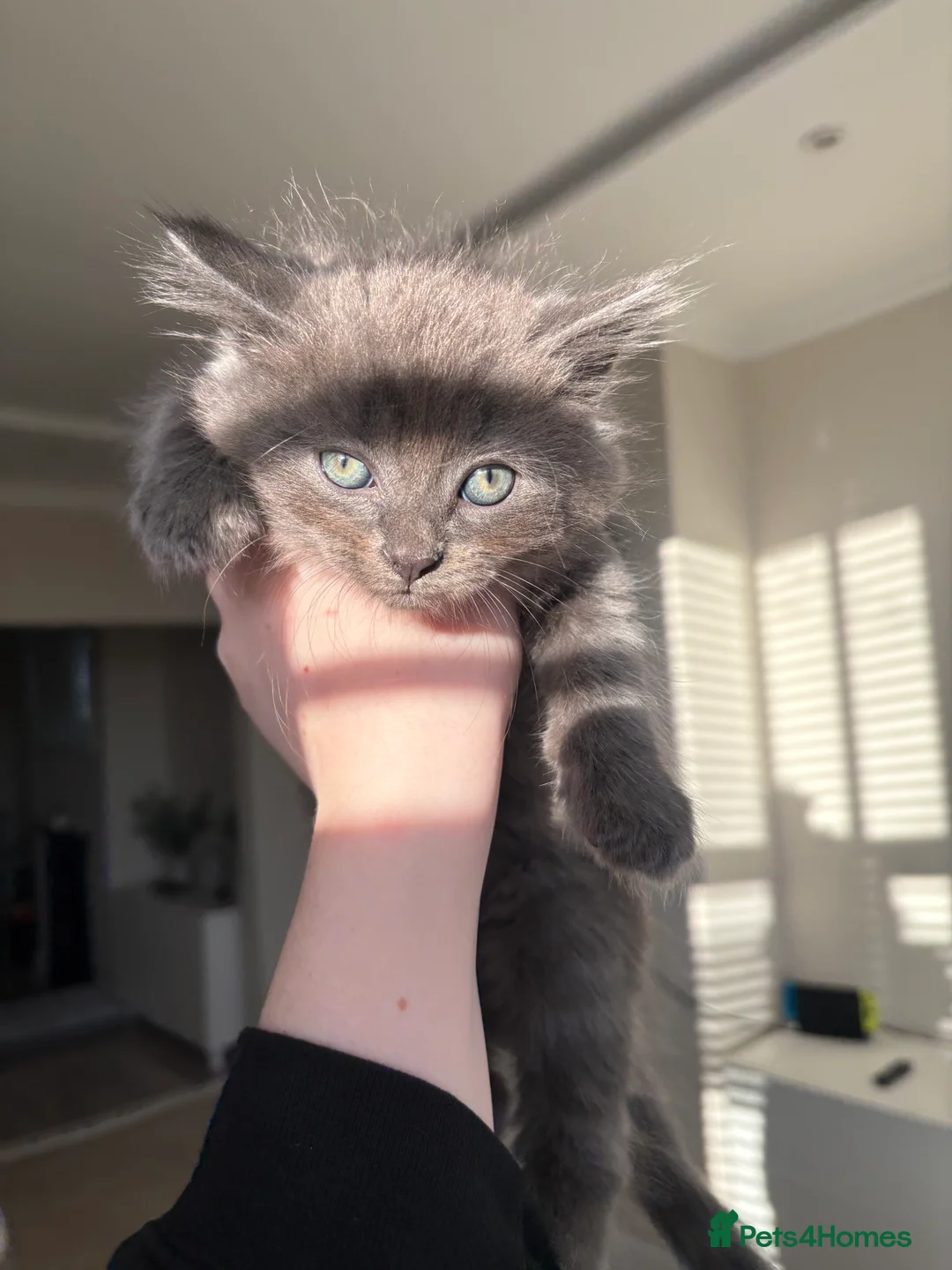 Mixed Breed cats for sale: Gorgeous playful fluffy kittens - Advert 2