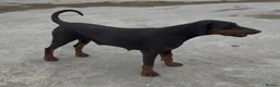 Dobermann dogs for sale: Female Doberman - Advert 8